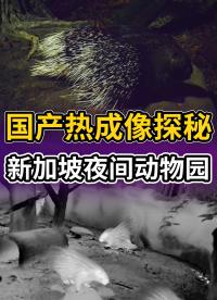 用夜視神器逛新加坡夜間動物園是一種什么樣的體驗？#紅外熱成像 #熱成像夜視儀 