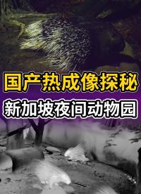 用夜視神器逛新加坡夜間動(dòng)物園是一種什么樣的體驗(yàn)？#紅外熱成像 #熱成像夜視儀 