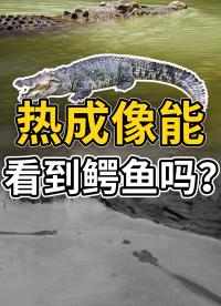 热成像能看见鳄鱼吗？养殖场鳄鱼跑了，可以用热成像找回吗？#红外热成像 #红外摄影 