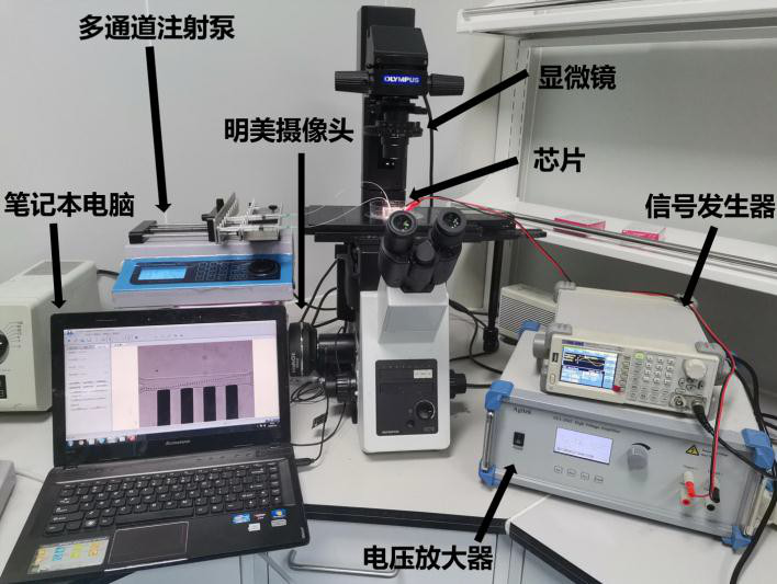 用于介电电泳分离聚苯乙烯微球的实验平台