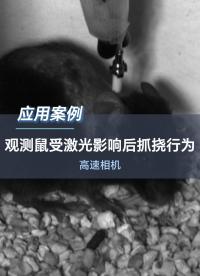 深視智能高速相機觀察基因鼠受激光影響后抓撓行為#高速相機 #生物實驗 #神經科學 #機器視覺 #傳感器 