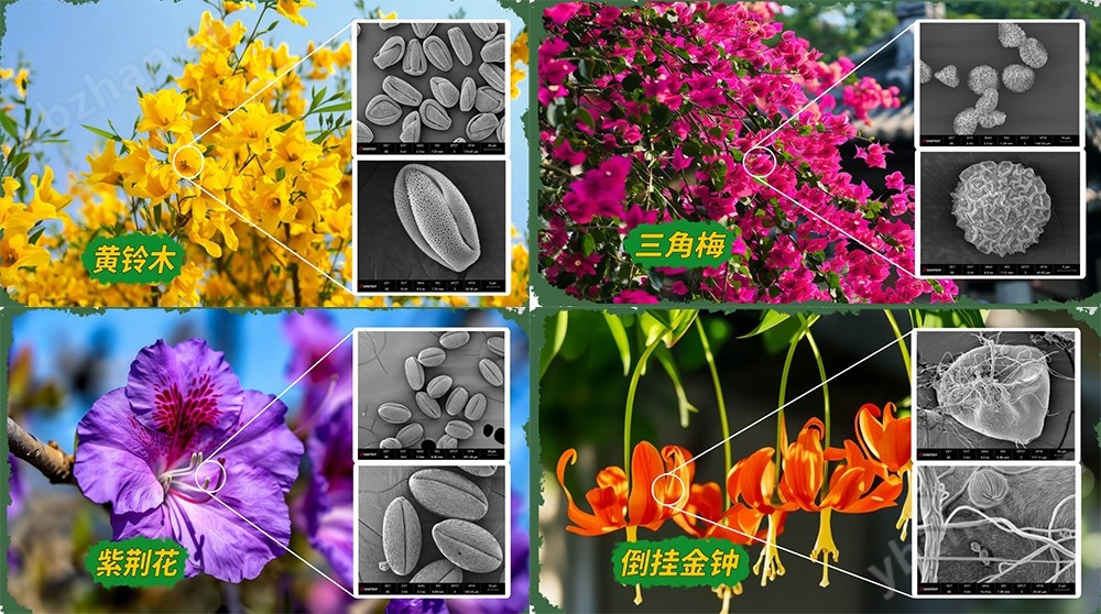 國內(nèi)自研高分辨率掃描電鏡