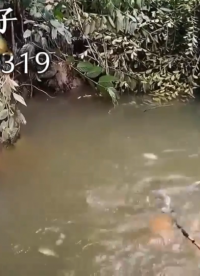 邱峰電子海水咸水捕魚器視頻純咸水逆變器機頭哪里買發(fā)電機后級