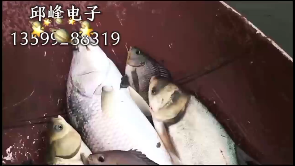 淡水捕魚逆變器在海水里能用嗎深水捕脈沖魚器深水20米八字桿拖線#農(nóng)業(yè)物聯(lián)網(wǎng) 
