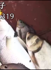 淡水捕魚逆變器在海水里能用嗎深水捕脈沖魚器深水20米八字桿拖線#農(nóng)業(yè)物聯(lián)網(wǎng) 