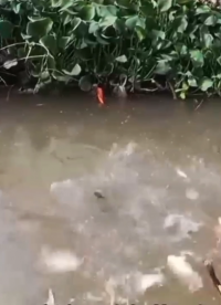 最新款超聲波捕抓魚器不電人的超聲波吸魚機逆變器捕魚機頭#農(nóng)業(yè)物聯(lián)網(wǎng) 