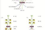 透射電子顯微鏡(TEM)的工作原理