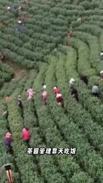 基于物聯網的智慧茶園生態環境智能監控系統解決方案#農業物聯網 #物聯網 