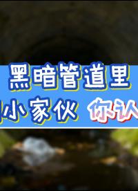 黑暗管道里的勇敢小家伙，你認(rèn)識(shí)嗎？ #雷達(dá)超聲流量計(jì) #雨污水排水管網(wǎng)測(cè)流 #排水管網(wǎng)流量計(jì)設(shè)備 #動(dòng)畫短片 