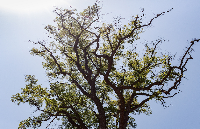 無(wú)線傾角<b class='flag-5'>傳感器</b>在古樹(shù)監(jiān)測(cè)中的應(yīng)用：以科技<b class='flag-5'>守護(hù)</b>活文物的結(jié)構(gòu)<b class='flag-5'>安全</b>