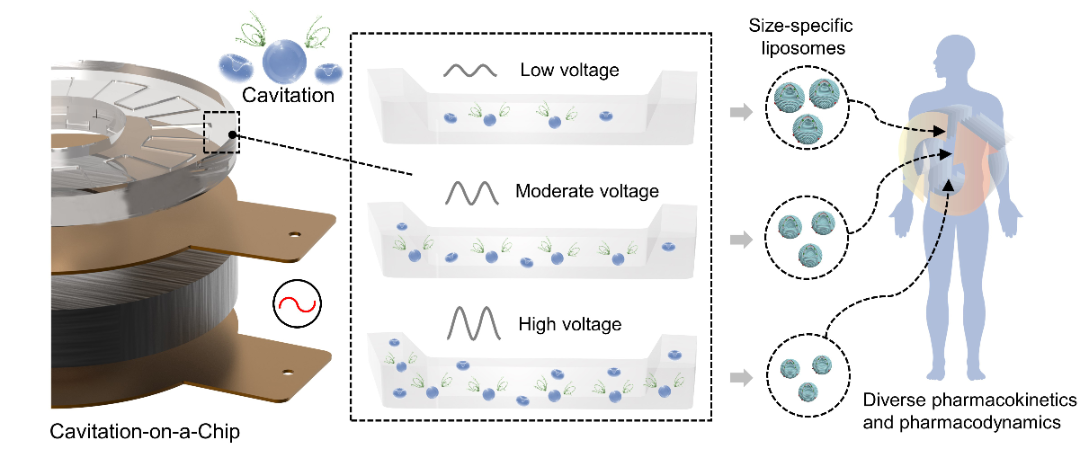 高壓放大器ATA-2031在聲空化<b class='flag-5'>微</b><b class='flag-5'>流</b>控器件中的應(yīng)用