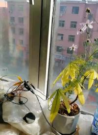 中國香河英茂科工  Esp32 S3wroom
