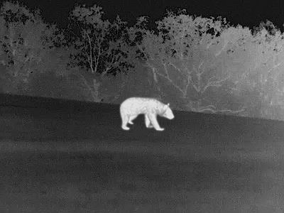 熊