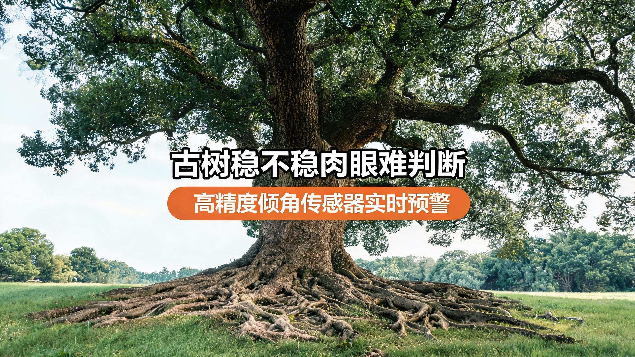 百年古树地下隐患肉眼无法察觉，直川倾角传感器全天候监测#古树监测 #无线倾角传感器 